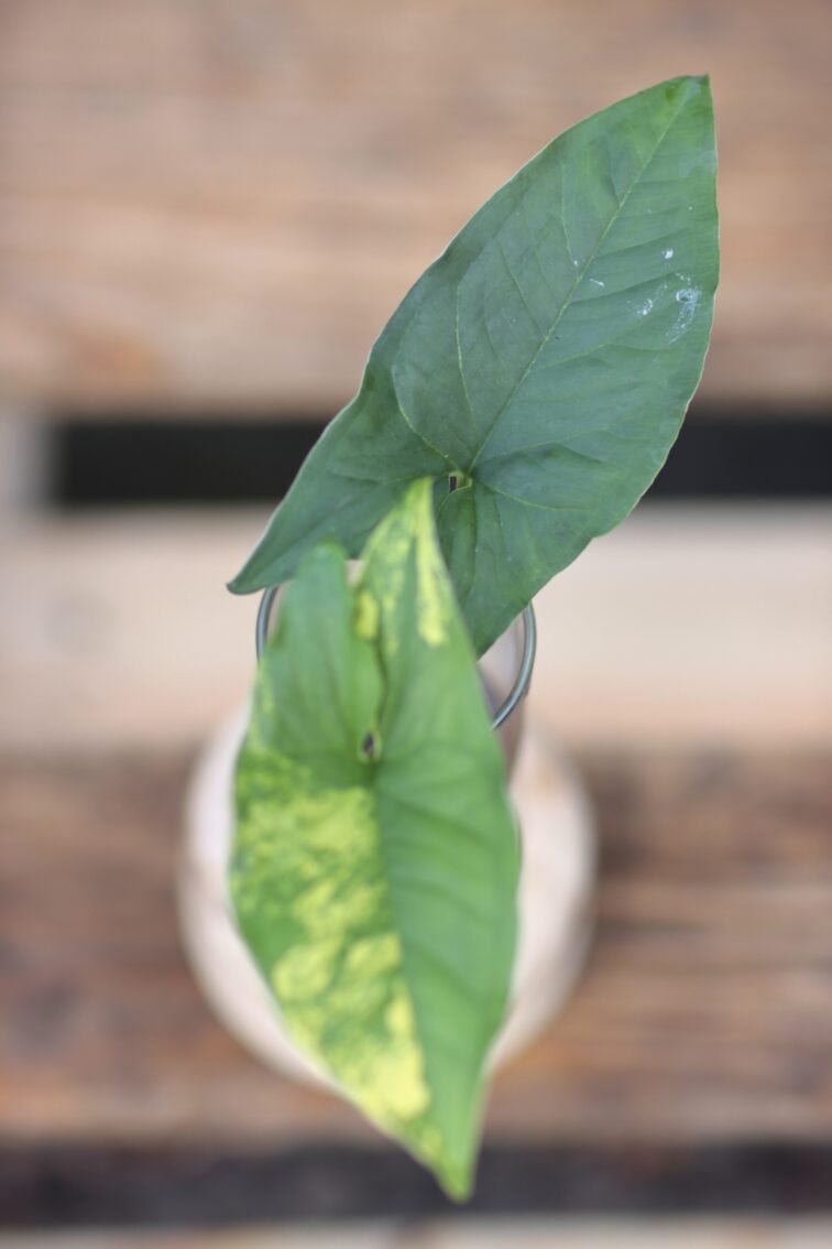 Zdjęcie rośliny Sadzonka Syngonium Aurea - yellow variegated, ujęcie 2