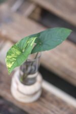 Zdjęcie rośliny Sadzonka Syngonium Aurea - yellow variegated, ujęcie 3