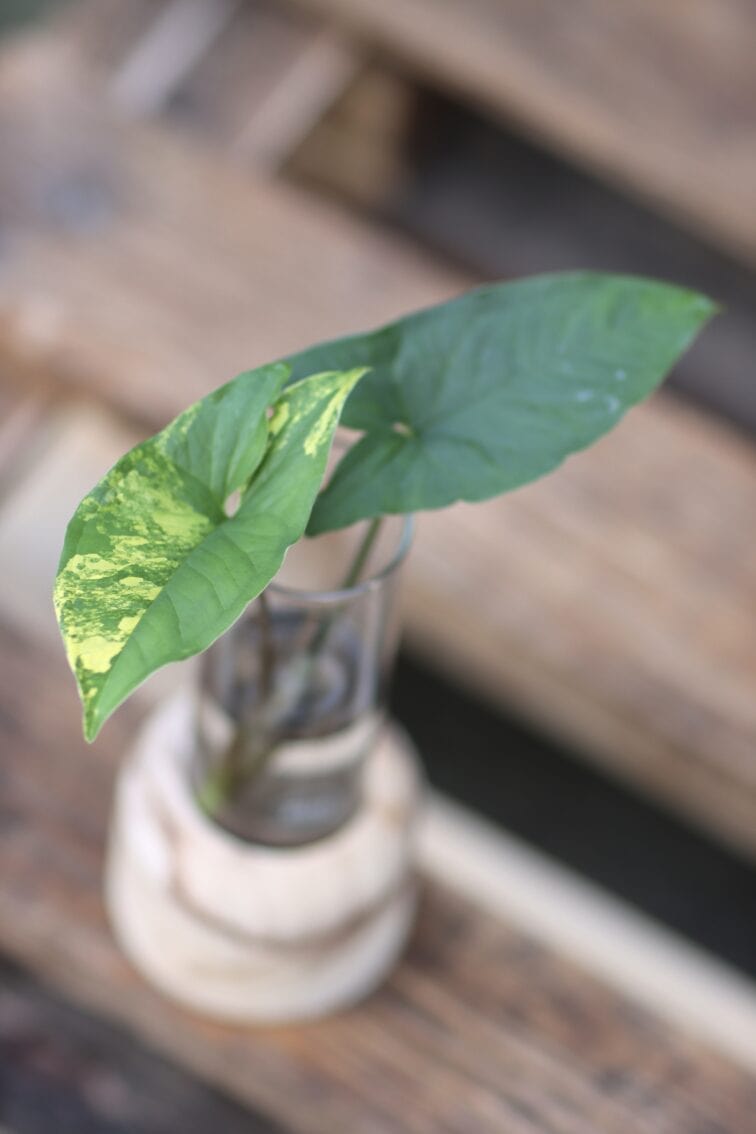 Zdjęcie rośliny Sadzonka Syngonium Aurea - yellow variegated, ujęcie 3