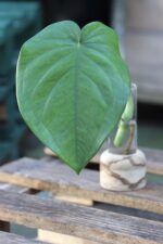 Zdjęcie rośliny Sadzonka Syngonium Chiapense, ujęcie 1