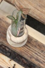Zdjęcie rośliny Sadzonka Syngonium Pink Splash, ujęcie 2