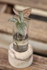 Zdjęcie rośliny Sadzonka Syngonium Pink Splash, ujęcie 3