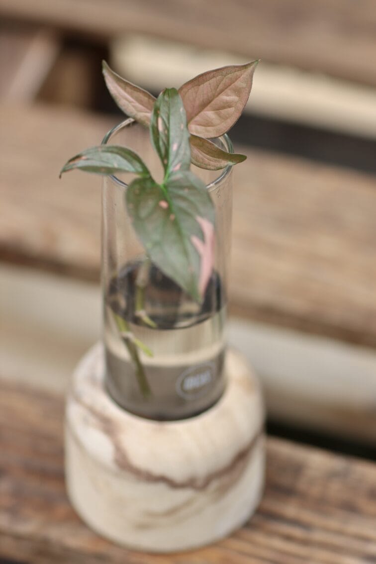 Zdjęcie rośliny Sadzonka Syngonium Pink Splash, ujęcie 3