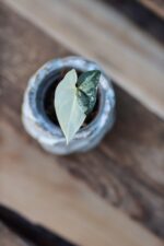 Zdjęcie rośliny Sadzonka Syngonium Podophyllum Albo Variegata, ujęcie 1