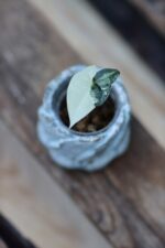 Zdjęcie rośliny Sadzonka Syngonium Podophyllum Albo Variegata, ujęcie 2