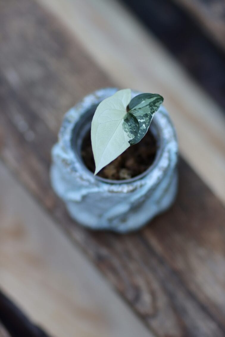 Zdjęcie rośliny Sadzonka Syngonium Podophyllum Albo Variegata, ujęcie 2