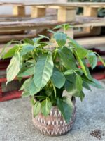 Zdjęcie rośliny Schefflera Amate, ujęcie 1