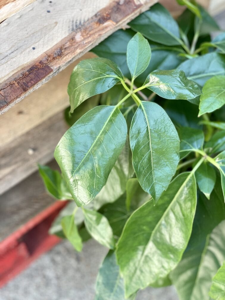 Zdjęcie rośliny Schefflera Amate, ujęcie 2