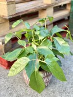Zdjęcie rośliny Schefflera Amate, ujęcie 3