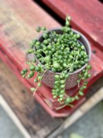 Zdjęcie rośliny Senecio rowleyanus (Starzec Rowleya), ujęcie 1
