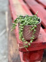 Zdjęcie rośliny Senecio rowleyanus (Starzec Rowleya), ujęcie 2