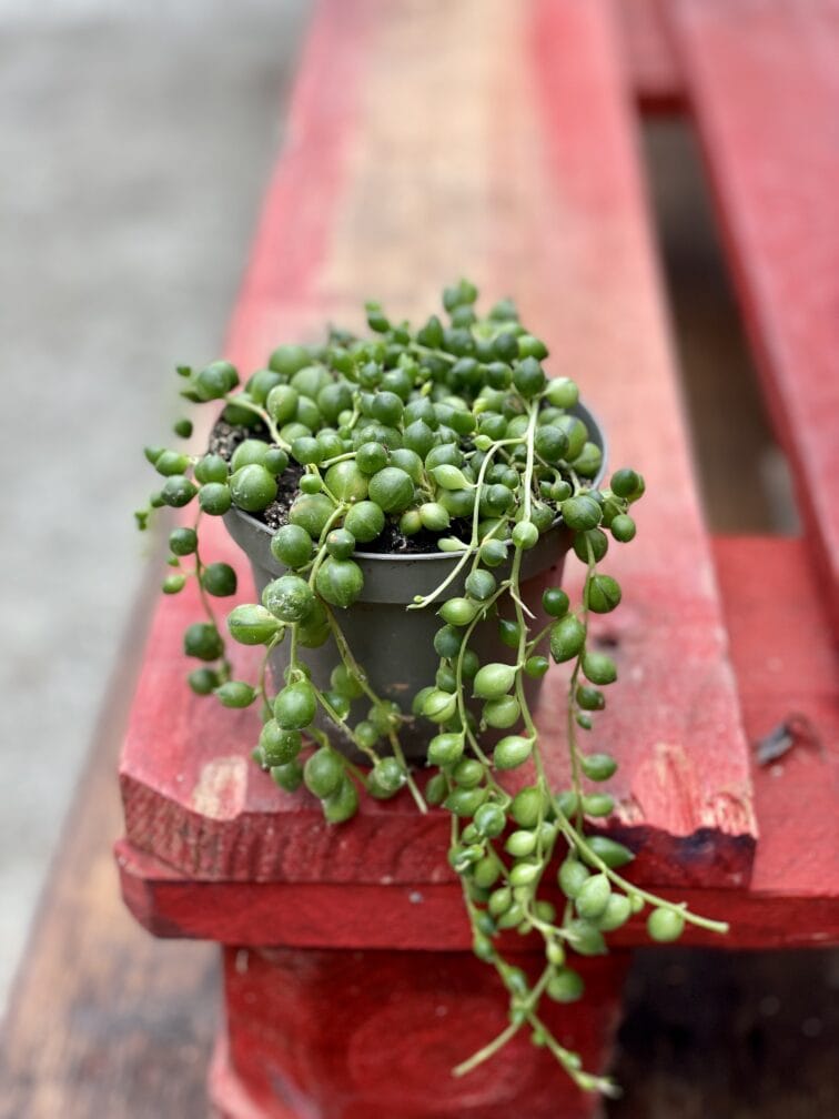 Zdjęcie rośliny Senecio rowleyanus (Starzec Rowleya), ujęcie 3