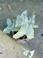Zdjęcie rośliny Syngonium Nguengi Laima, ujęcie 2