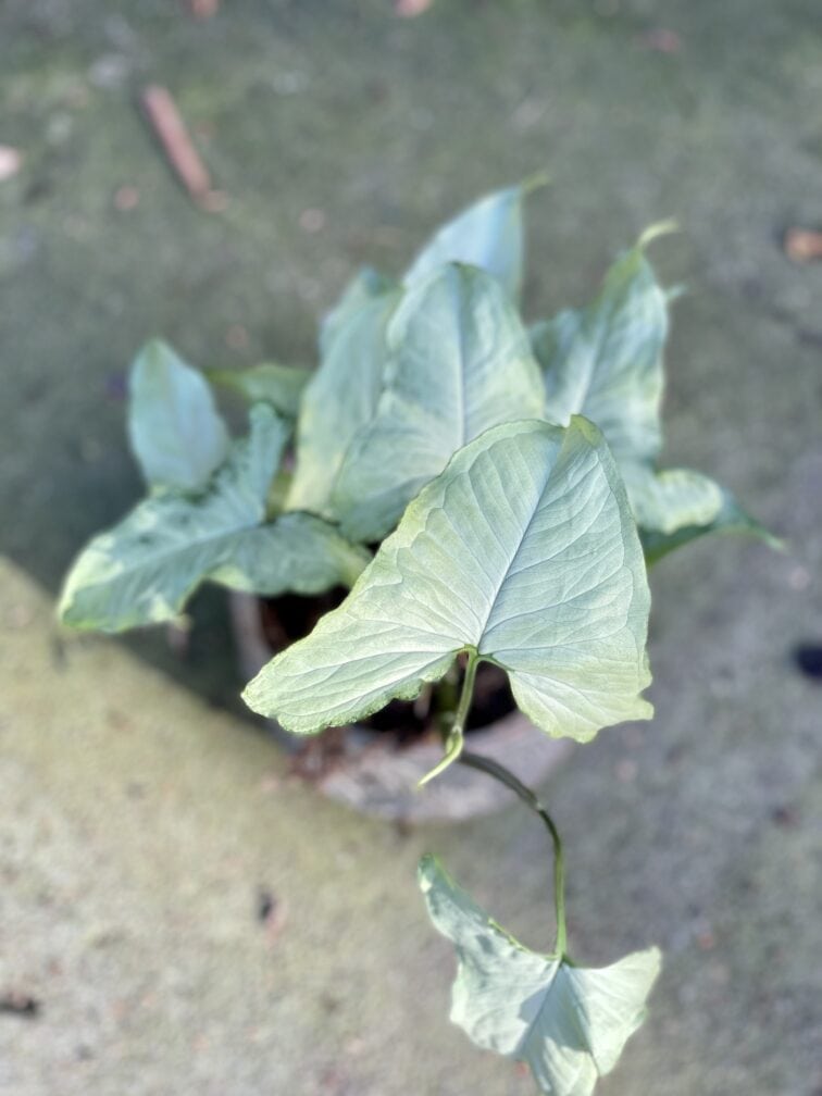 Zdjęcie rośliny Syngonium Nguengi Laima, ujęcie 2