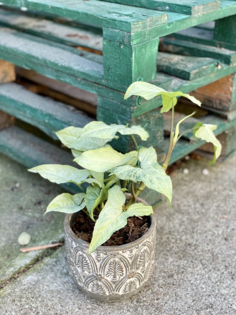 Zdjęcie rośliny Syngonium Nguengi Laima, ujęcie 3