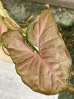 Zdjęcie rośliny Syngonium Pink Flecked, ujęcie 1