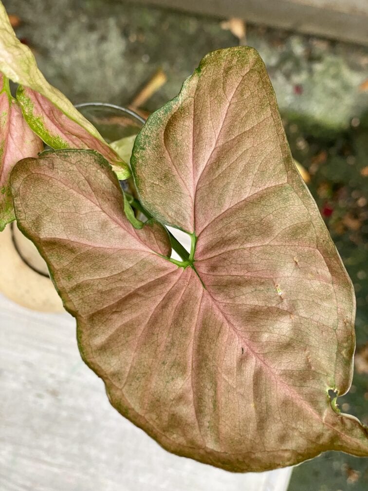 syngonium-pink-flecked_1x15-1_1633516103.jpg Zdjęcie rośliny Syngonium Pink Flecked, ujęcie 1