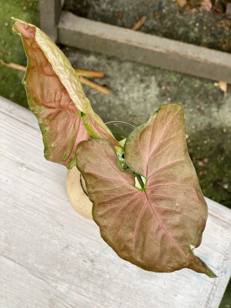 Zdjęcie rośliny Syngonium Pink Flecked, ujęcie 2