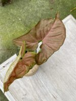 Zdjęcie rośliny Syngonium Pink Flecked, ujęcie 3
