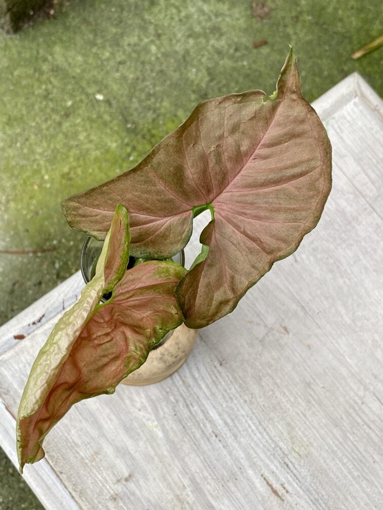 Zdjęcie rośliny Syngonium Pink Flecked, ujęcie 3