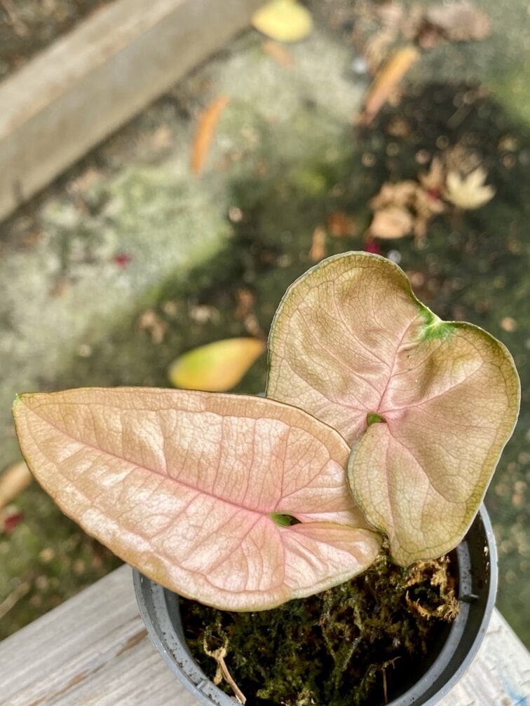 syngonium-pink-flecked_5x9-1_1633516225.jpg Zdjęcie rośliny Syngonium Pink Flecked, ujęcie 1