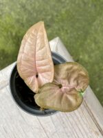 Zdjęcie rośliny Syngonium Pink Flecked, ujęcie 3