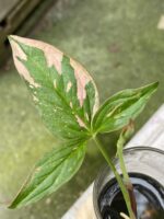 Zdjęcie rośliny Syngonium Pink Splash, ujęcie 2