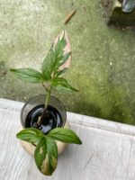 Zdjęcie rośliny Syngonium Pink Splash, ujęcie 3