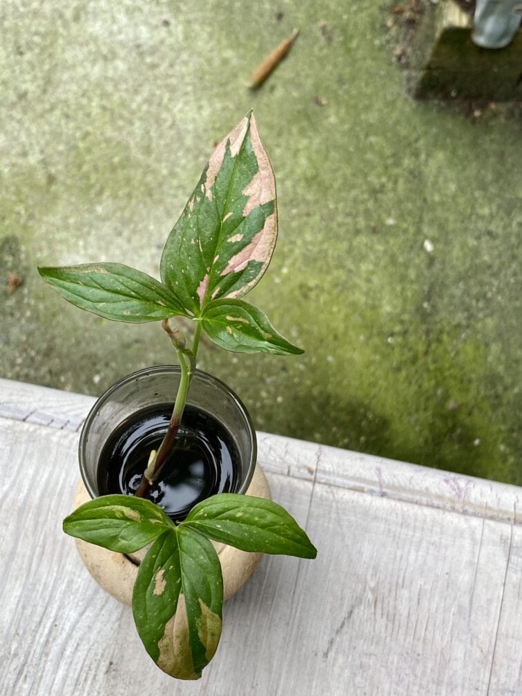 Zdjęcie rośliny Syngonium Pink Splash, ujęcie 3