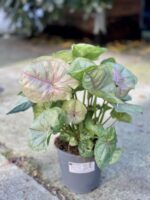 Zdjęcie rośliny Syngonium podophyllum Roxana, ujęcie 1