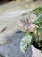 Zdjęcie rośliny Syngonium podophyllum Roxana, ujęcie 2