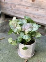 Zdjęcie rośliny Syngonium podophyllum Roxana, ujęcie 3