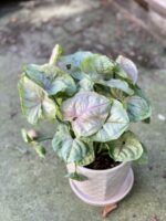 Zdjęcie rośliny Syngonium podophyllum Roxana, ujęcie 4