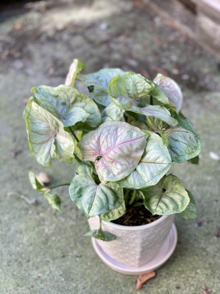 Zdjęcie rośliny Syngonium podophyllum Roxana, ujęcie 4