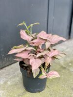 Zdjęcie rośliny Syngonium Regina Red, ujęcie 1