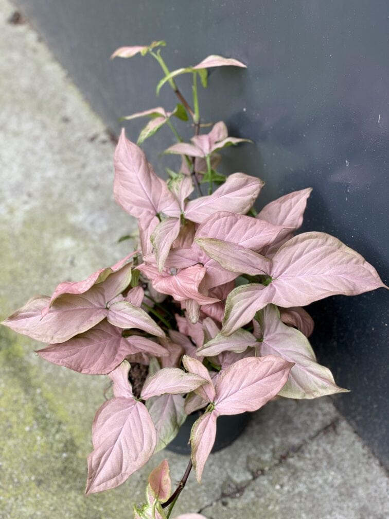 Zdjęcie rośliny Syngonium Regina Red, ujęcie 2
