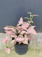 Zdjęcie rośliny Syngonium Regina Red, ujęcie 3