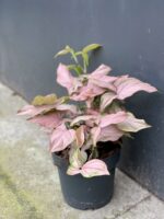 Zdjęcie rośliny Syngonium Regina Red, ujęcie 4