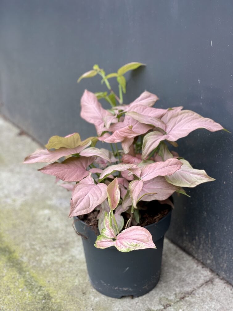 Zdjęcie rośliny Syngonium Regina Red, ujęcie 4