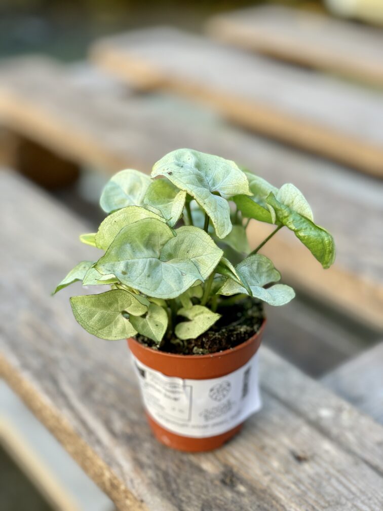 Zdjęcie rośliny Syngonium Silver Pearl, ujęcie 1