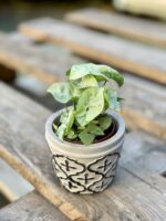 Zdjęcie rośliny Syngonium Silver Pearl, ujęcie 2