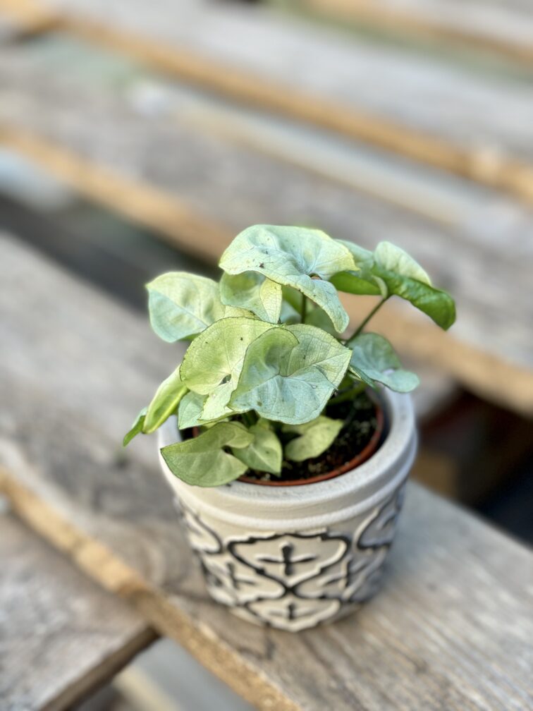 Zdjęcie rośliny Syngonium Silver Pearl, ujęcie 3