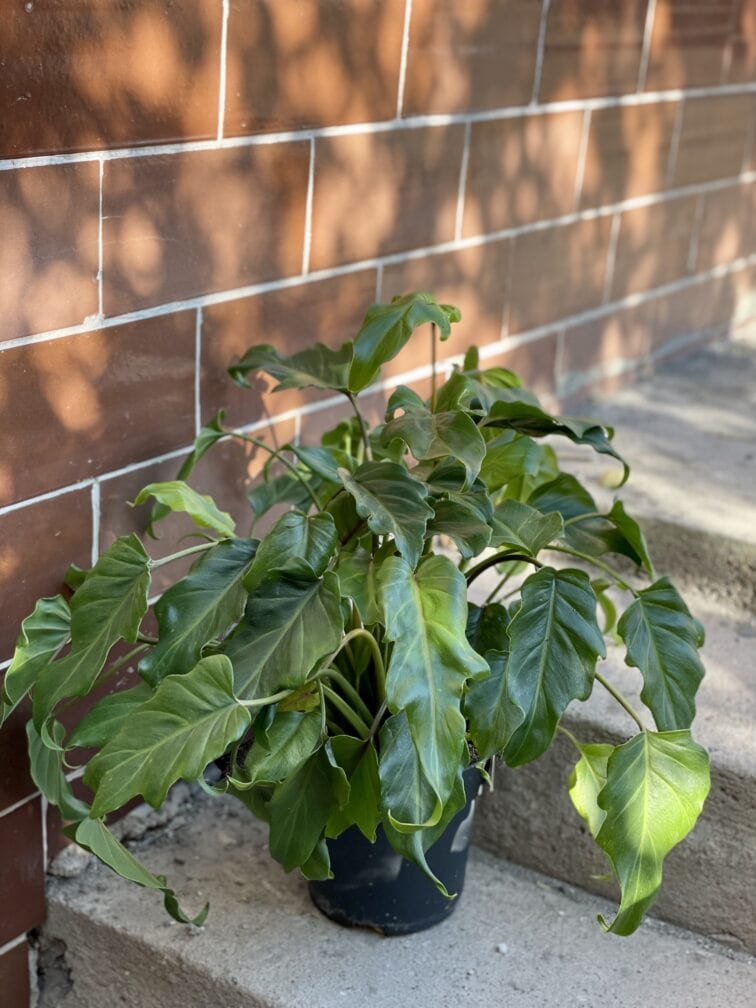Zdjęcie rośliny Thaumatophyllum Xanadu, ujęcie 3