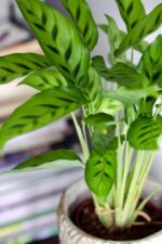 Zdjęcie calathea leopardina (kalatea) w osłonce roślina doniczkowa
