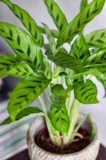 Zdjęcie calathea leopardina (kalatea) w osłonce roślina doniczkowa
