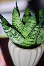 Zdjęcie sansewieria (sansevieria) zaylanica fan roślina doniczkowa w osłonce