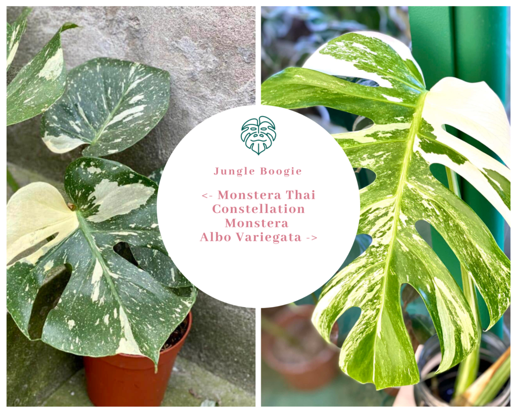 Monstera Thai Constellation i Monstera Albo Variegata porównanie