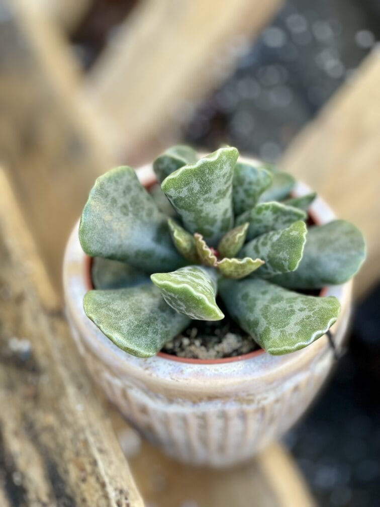 Zdjęcie rośliny Adromischus Cooperii, ujęcie 1