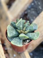 Zdjęcie rośliny Adromischus Cooperii, ujęcie 2