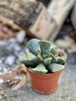 Zdjęcie rośliny Adromischus Cooperii, ujęcie 3